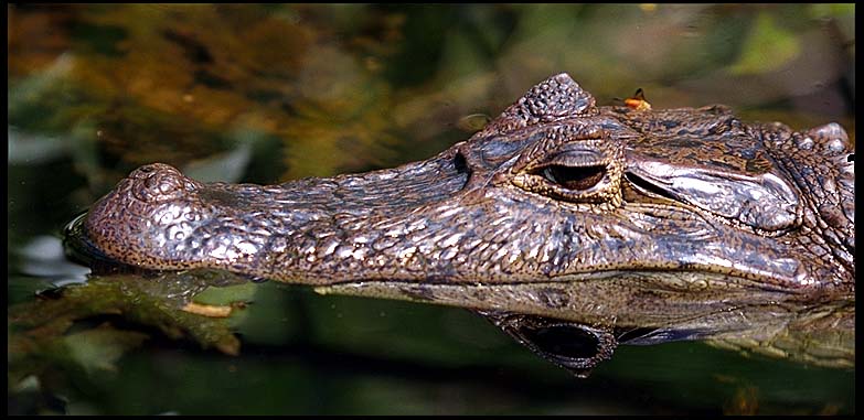 caiman. crocodiles and caimans,
