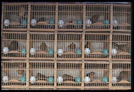 Yuting Flower and Bird Market. Beijing.