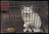 Cat for sale. Yuting Flower and Bird Market. Beijing.