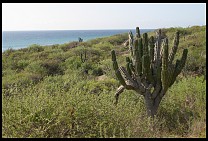 Digital photo titled villa-faro-cactus