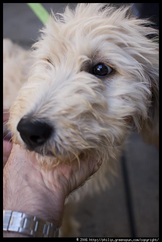 black mini goldendoodle puppies. 2011 Goldendoodle Puppy Dogs