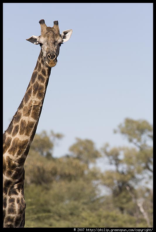 giraffe-long-neck-2.3.jpg