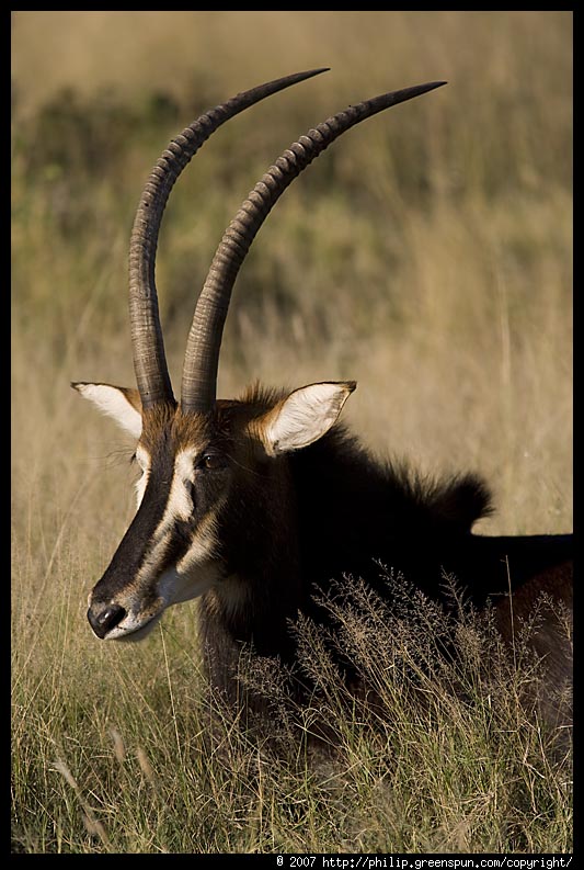 Sable Antelope