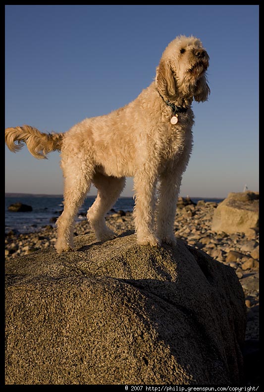 goldendoodle pictures. goldendoodle-7 (technical