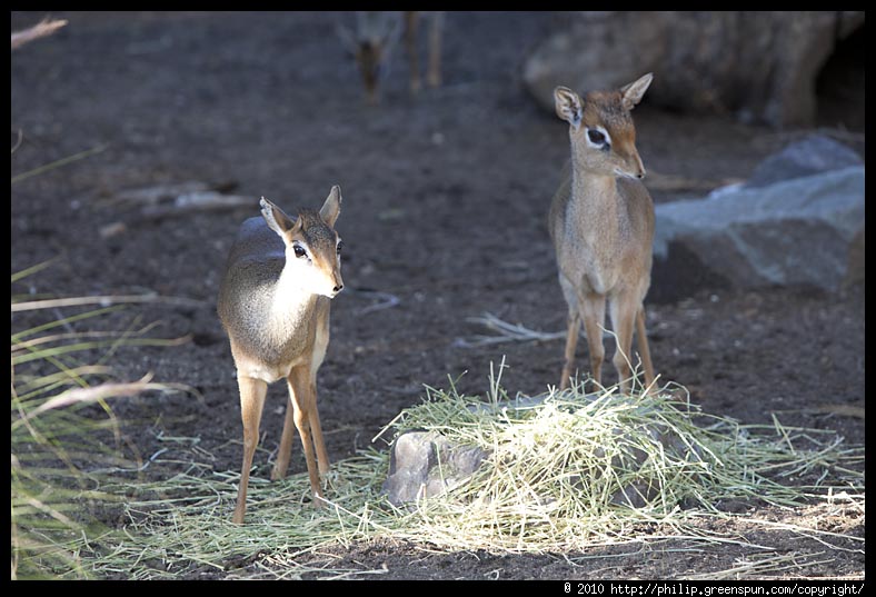 Photograph By Philip Greenspun Antelope