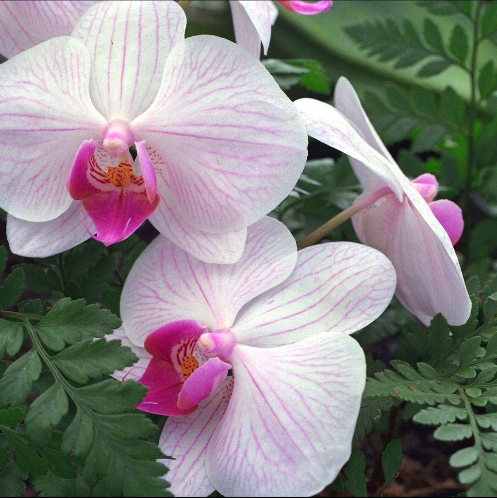 http://philip.greenspun.com/images/medium-format/hawaii-orchids.jpg