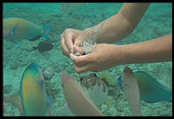 Feeding fish.  Underwater in Hawaii.