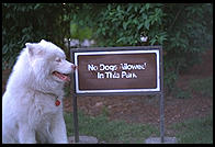 George.  No Dogs Allowed.  Outside Cambridge (MA) Public Libary