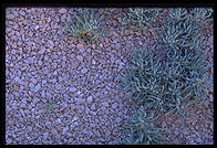 Pebbles.  Walking down toward the cactus garden.  Getty Center.  Los Angeles, California.