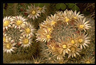 Cactus.  Moorten Botanical Garden.  Palm Springs, California.