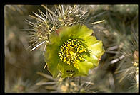 Cactus Flower. Palm Canyon Drive. Palm Springs, California.