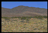 Desert Wildflowers.  East of Joshua Tree National Park on California Route 62