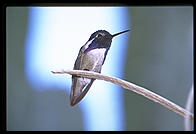 Hummingbird.  Moorten Botanical Garden.  Palm Springs, California.