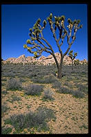 Mojave Desert.  Joshua Tree National Park