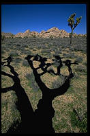 Mojave Desert.  Joshua Tree National Park