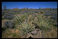 Mojave Desert.  Joshua Tree National Park