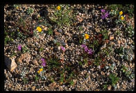 Wildflowers.  Joshua Tree National Park