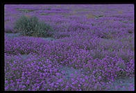 Field of wildflowers.  Palm Desert, California
