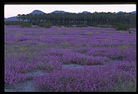 Field of wildflowers.  Palm Desert, California
