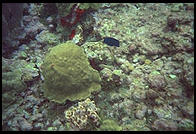 Underwater at Anse Chastanet, St. Lucia