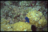 Underwater at Anse Chastanet, St. Lucia