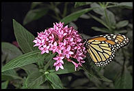 Butterfly World, Pompano Beach, Florida