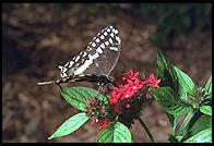 Butterfly World, Pompano Beach, Florida