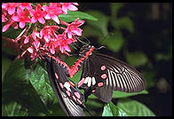 Butterfly World, Pompano Beach, Florida