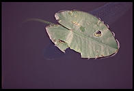 Fish swims under a leaf, Everglades National Park