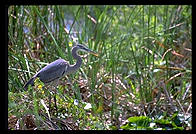 Great Blue Heron, Everglades National Park Anhinga Trail