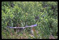Great Blue Heron, Everglades National Park Anhinga Trail