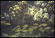 Underwater at Tobago Keys