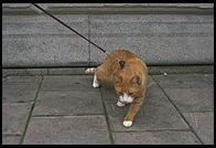 Cat being walked in Stockholm