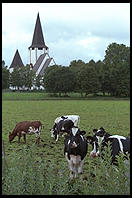 Cows and Church.  Tingstade (northern Gotland).