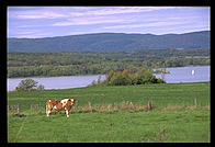 Cow.  Lake Champlain, Vermont.