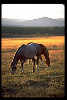 Horses.  Colorado.