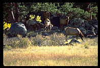 Elk.  Rocky Mountain National Park, Colorado.