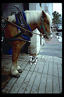 Dog and horse.  Charleston, South Carolina.