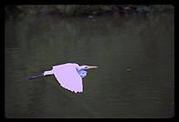 Crane flying.  Audubon Zoo.  New Orleans, Louisiana. 