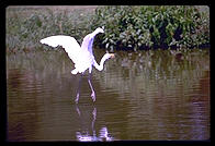 Crane taking off.  Audubon Zoo.  New Orleans, Louisiana. 
