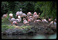 Flamingos.  Audubon Zoo.  New Orleans, Louisiana. 