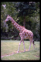 Giraffe.  Audubon Zoo.  New Orleans, Louisiana. 