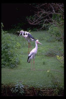 Herons.  Audubon Zoo.  New Orleans, Louisiana. 