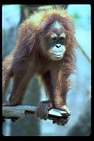 Orangutan.  Audubon Zoo.  New Orleans, Louisiana. 