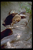 Otters.  Audubon Zoo.  New Orleans, Louisiana. 