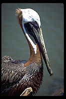Pelican.  Audubon Zoo.  New Orleans, Louisiana. 
