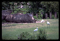 Rhino sleeping.  Audubon Zoo.  New Orleans, Louisiana. 