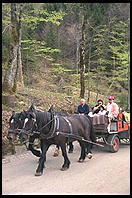 Horse Carriages taking tourists up to Neuschwanstein (King Ludwig II's great castle in Bavaria).