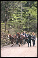 Horse Carriages taking tourists up to Neuschwanstein (King Ludwig II's great castle in Bavaria).