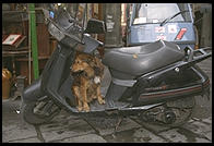 Even dogs have mopeds in Italy